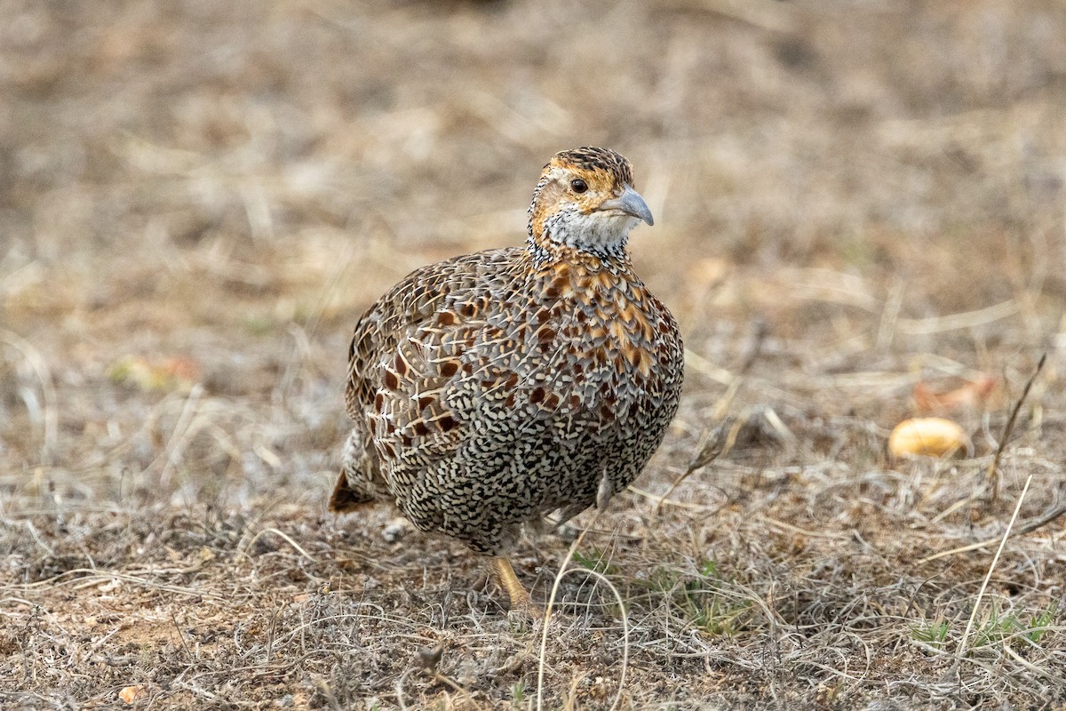 Gray-winged Francolin - ML646755418