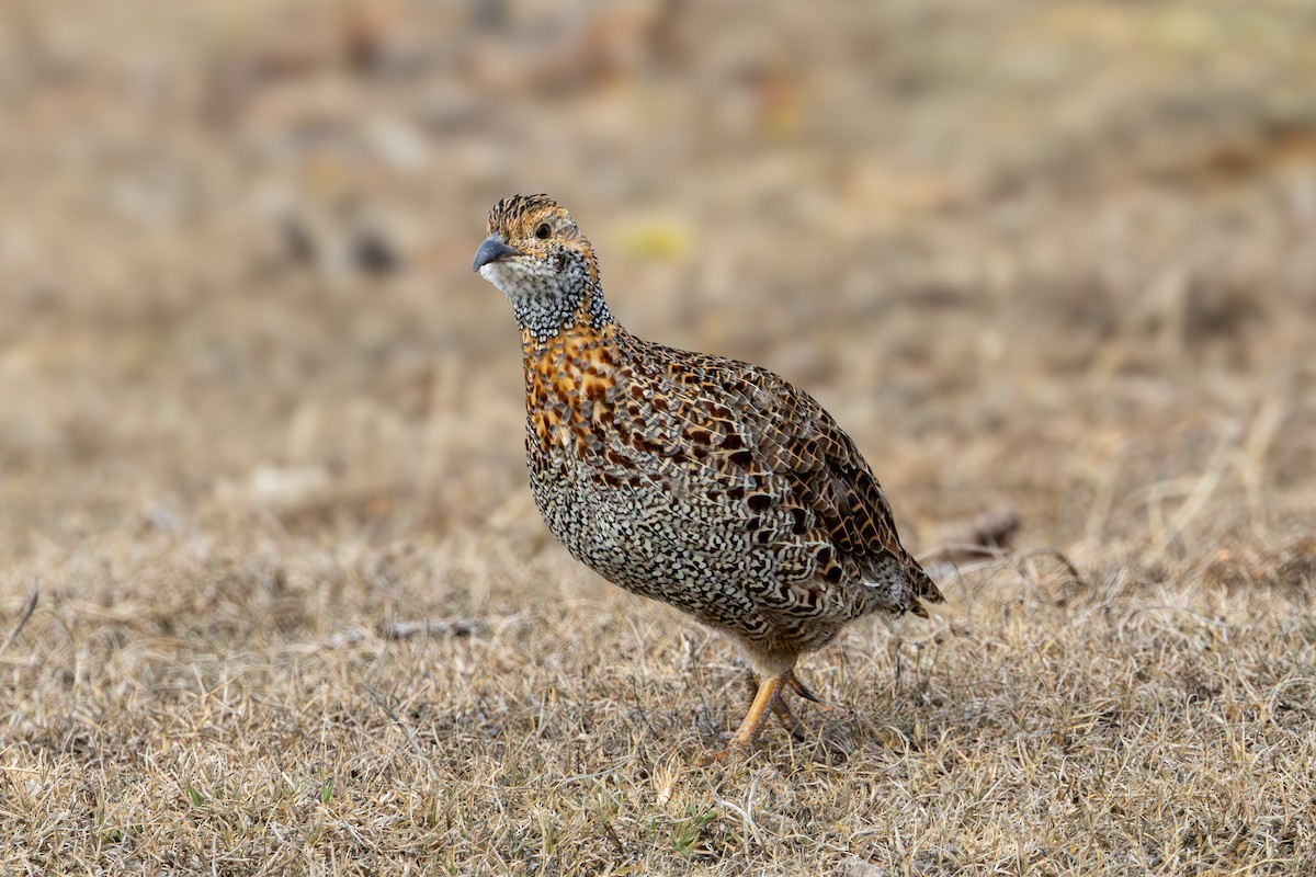 Gray-winged Francolin - ML646755419