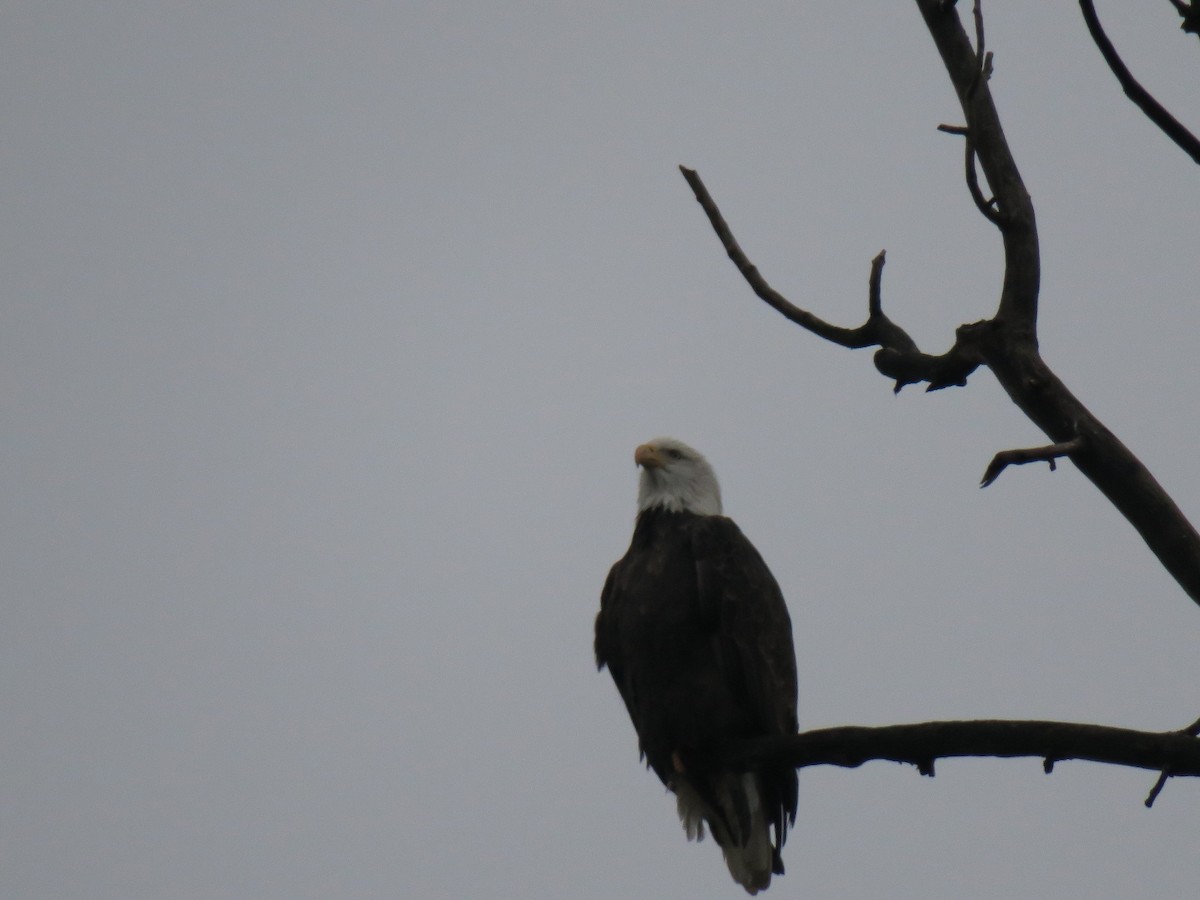 עיטם לבן-ראש - ML646755420