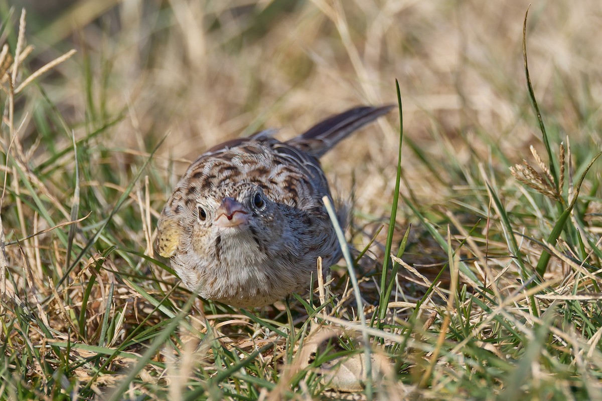 Cassin's Sparrow - ML646755421