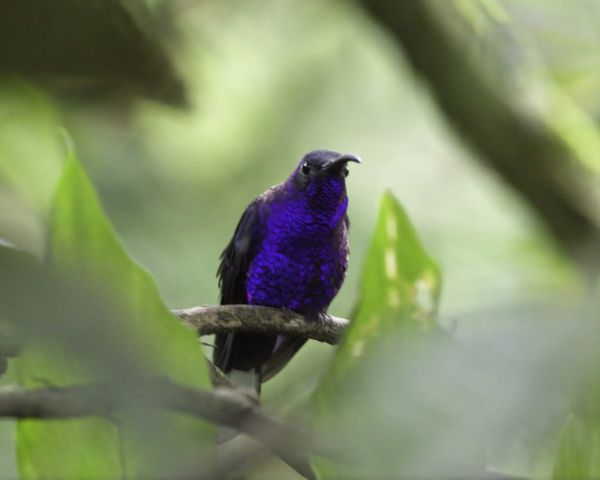 fiolettsabelvinge - ML646755423