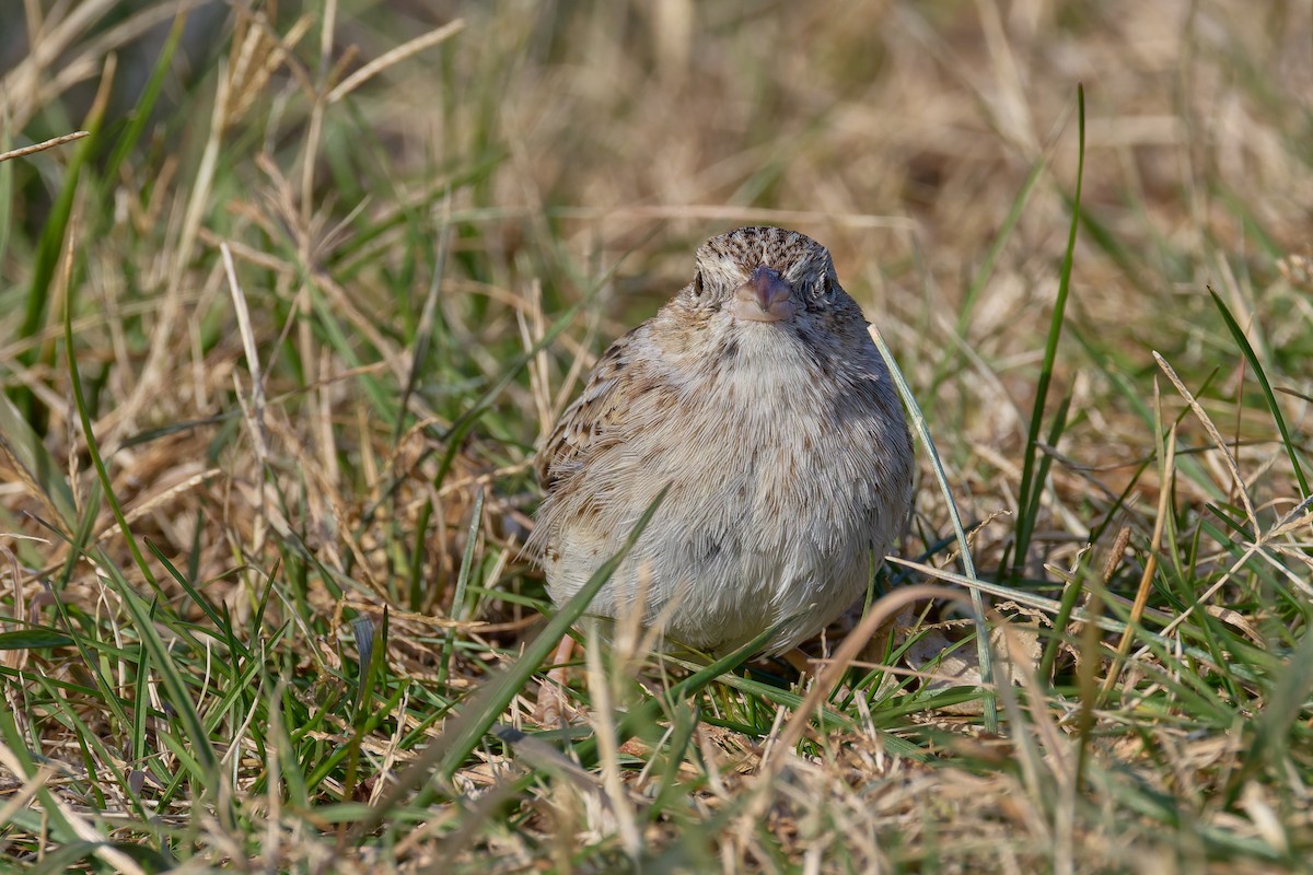 Cassin's Sparrow - ML646755424