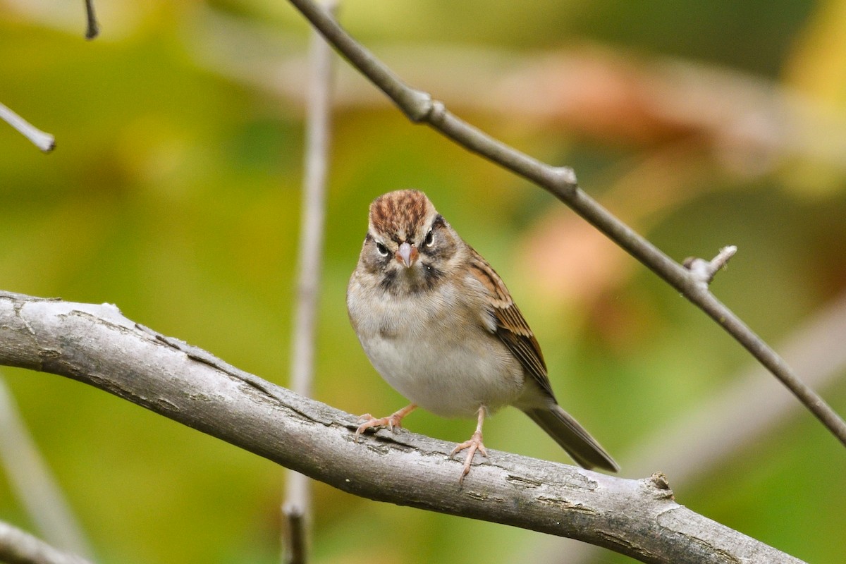Chipping Sparrow - ML646755425