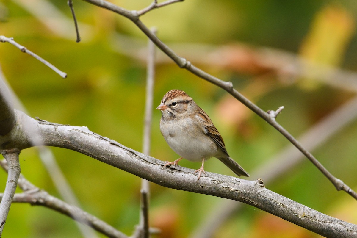 Chipping Sparrow - ML646755426