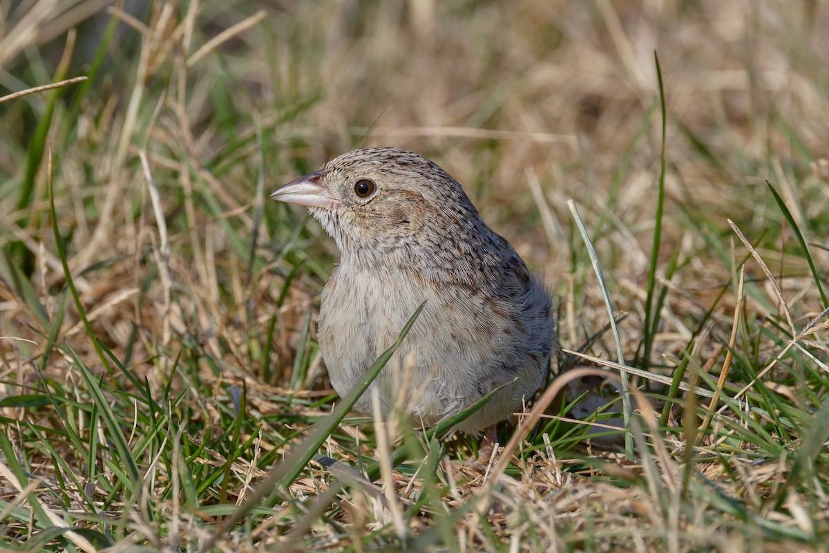 apasjespurv - ML646755428