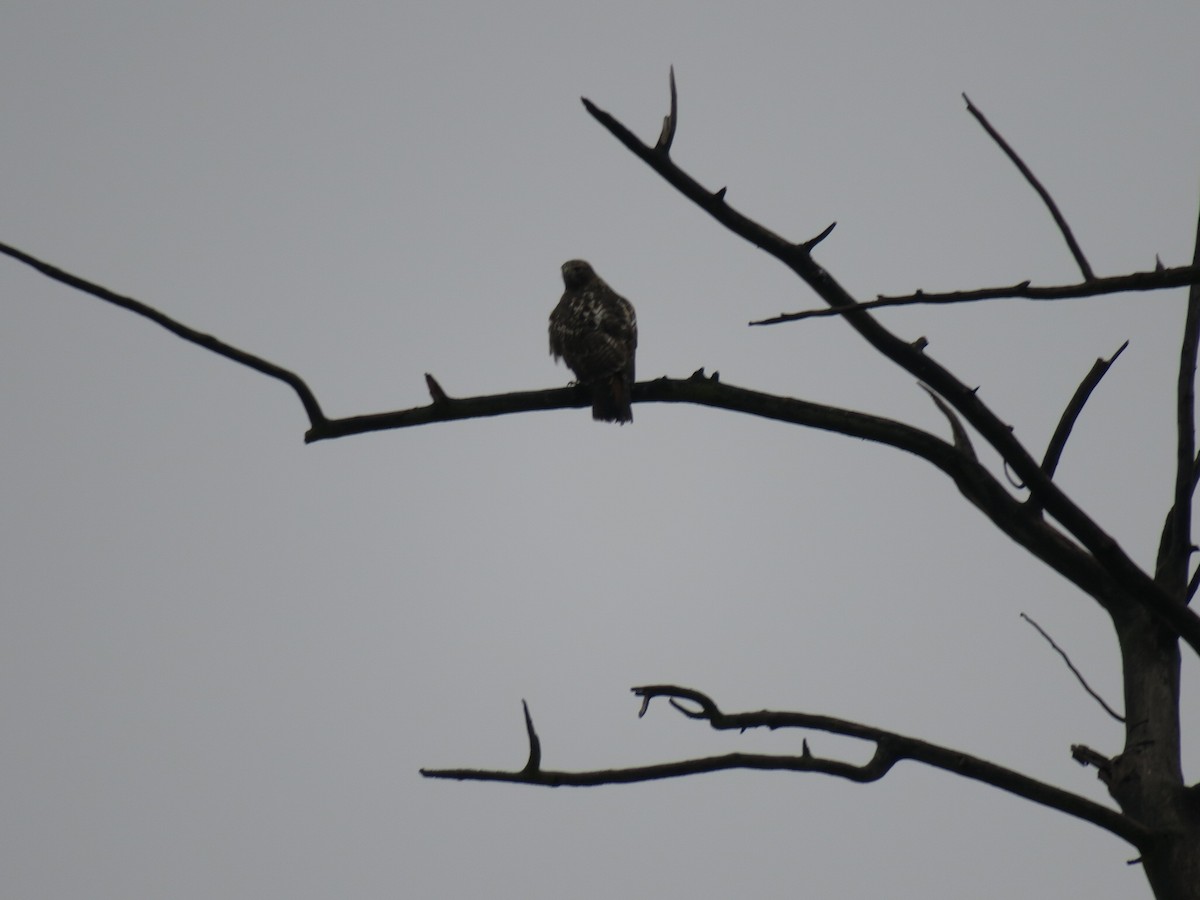 Red-tailed Hawk - ML646755435