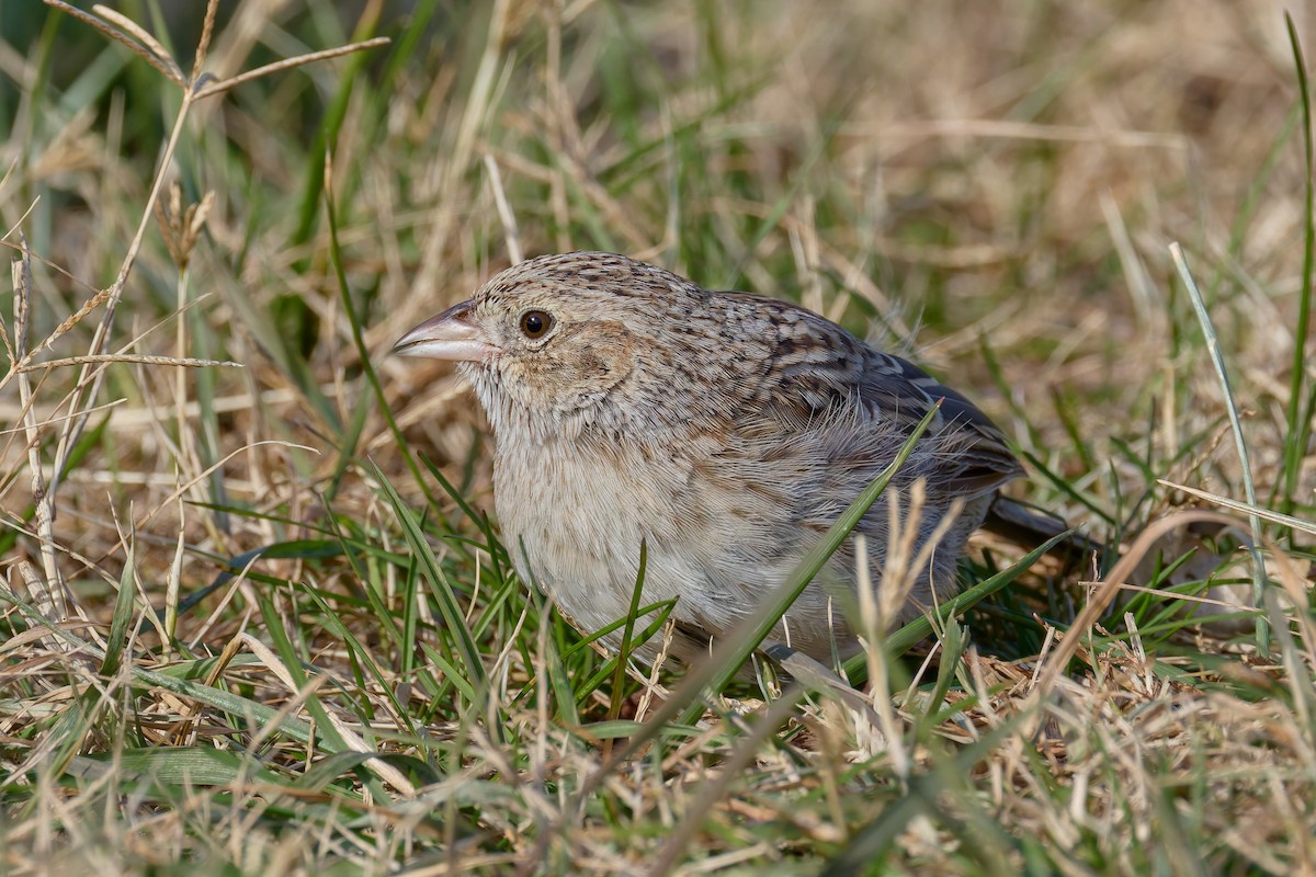 apasjespurv - ML646755437