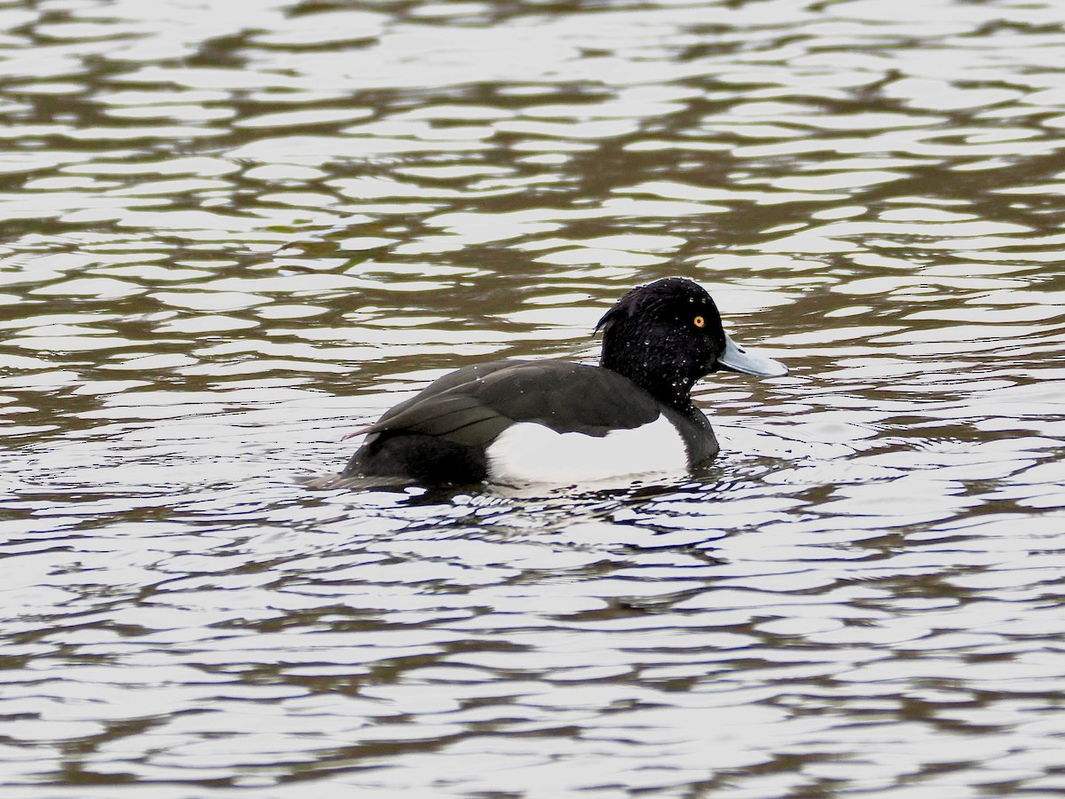 Fuligule morillon - ML646755440