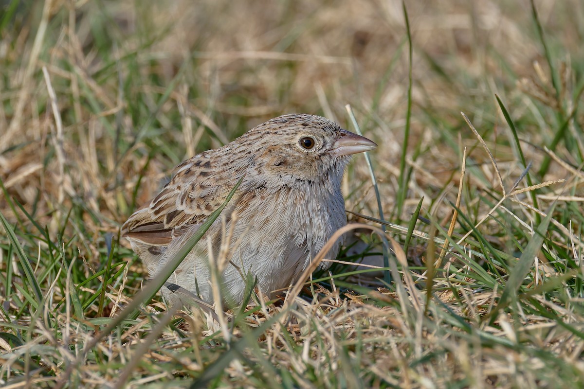 apasjespurv - ML646755444