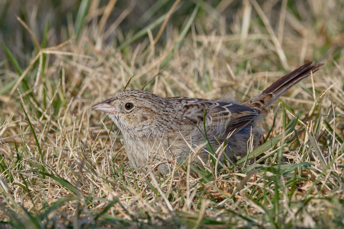 apasjespurv - ML646755446