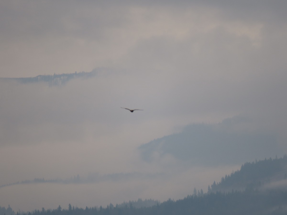 ינשוף שדות - ML646755447