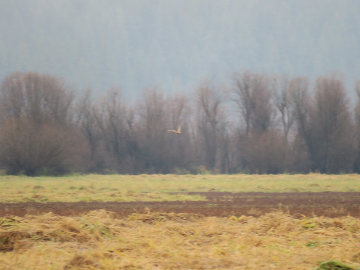 ינשוף שדות - ML646755448