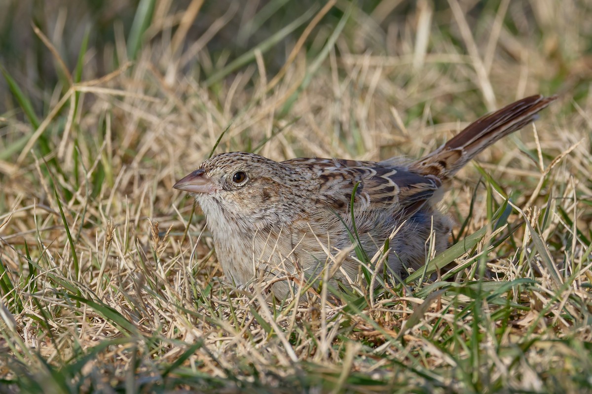 apasjespurv - ML646755449