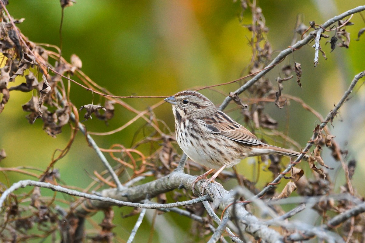 Song Sparrow - ML646755450