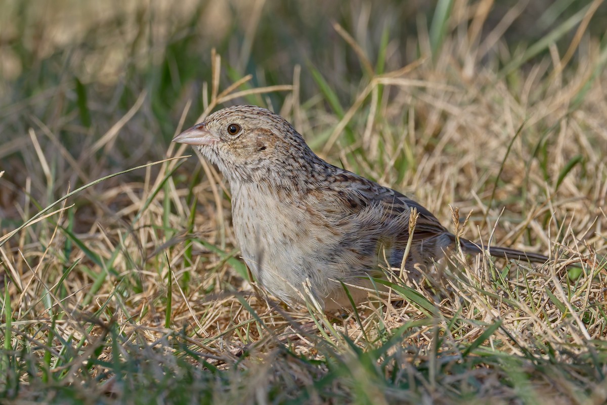 apasjespurv - ML646755451