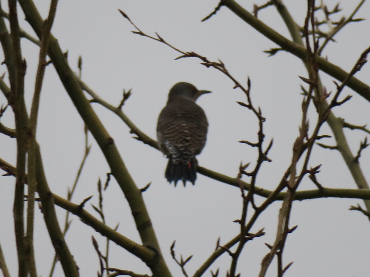 נקר צפון-אמריקני - ML646755452
