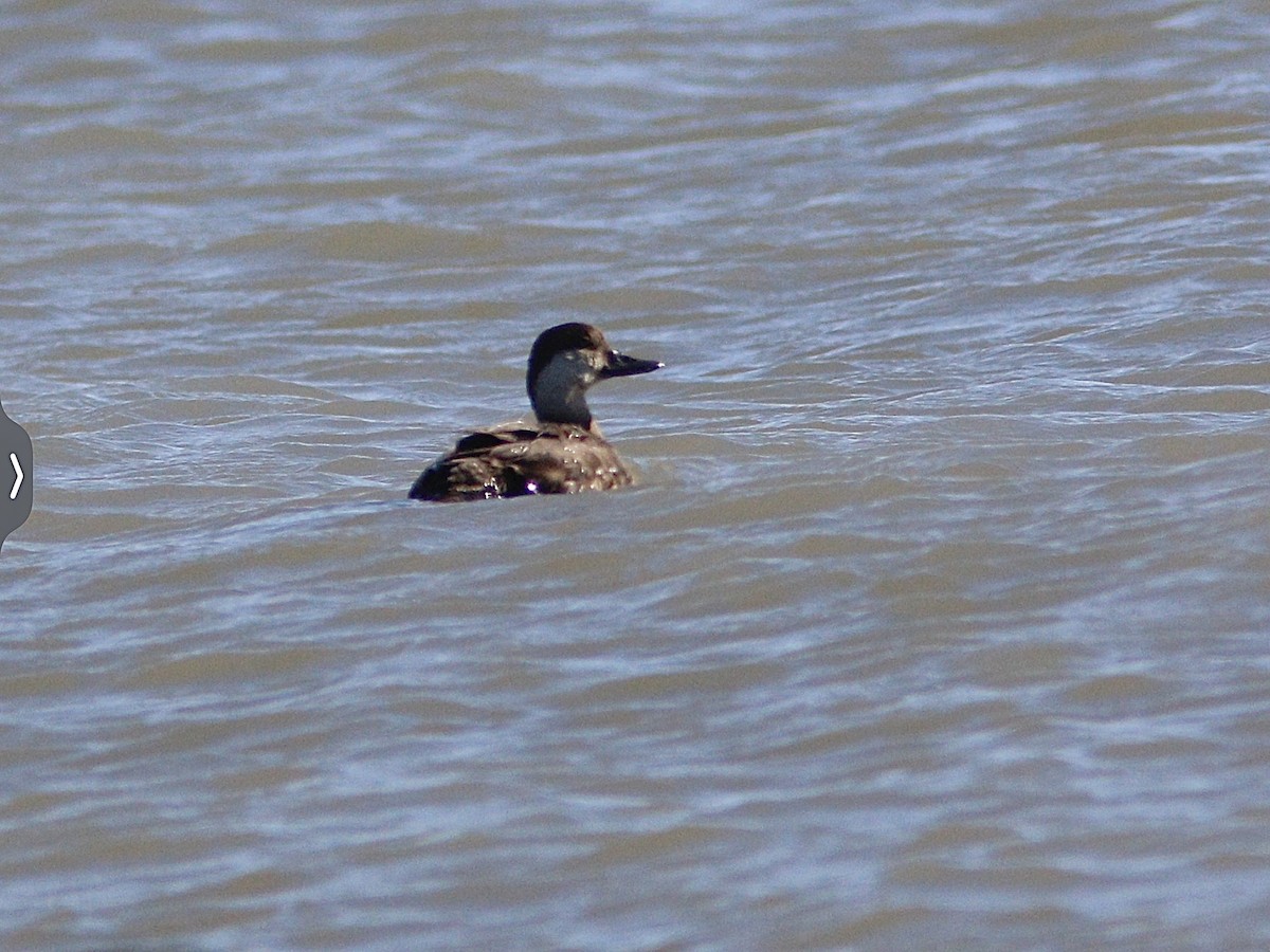 amerikasvartand - ML646755453