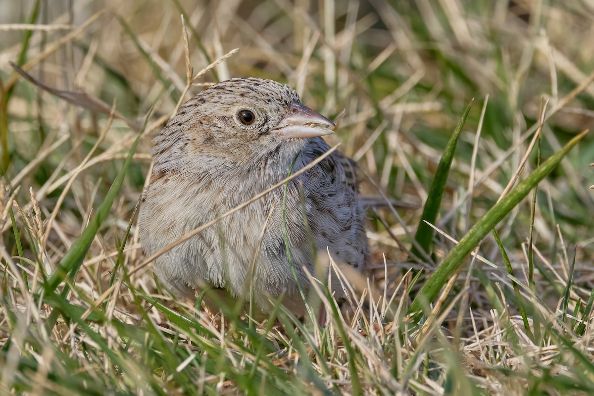 apasjespurv - ML646755456