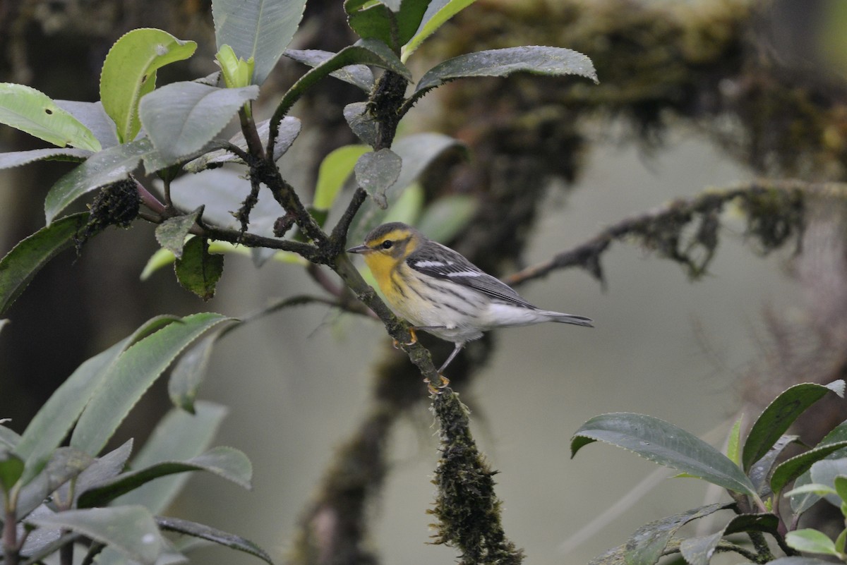 Blackburnian Warbler - ML646755457