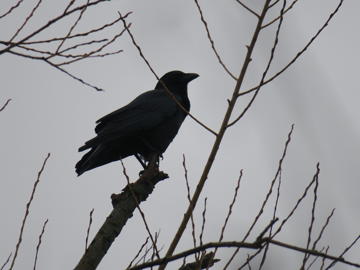 American Crow - ML646755458
