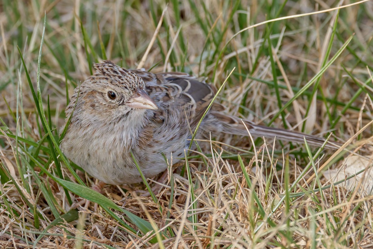 apasjespurv - ML646755459