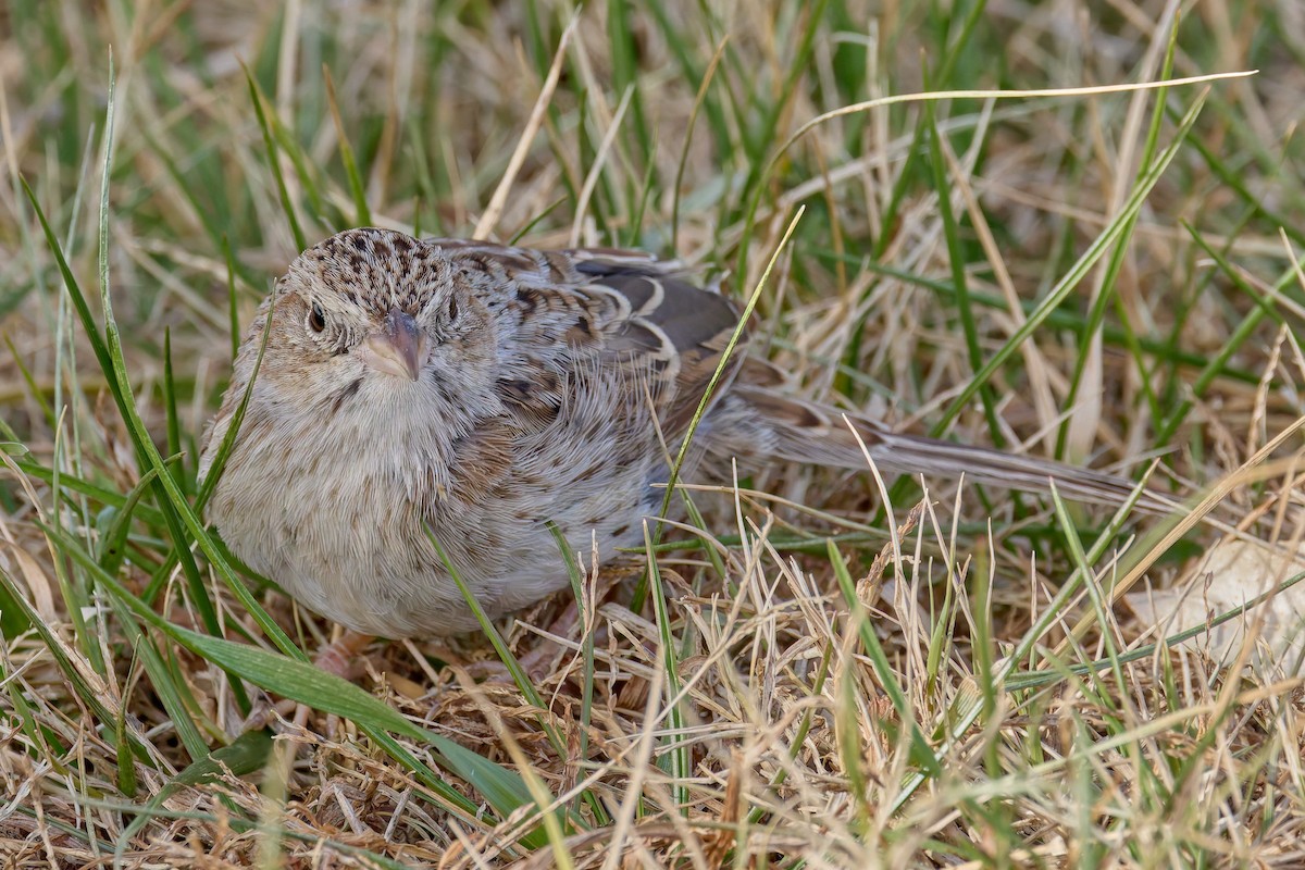 apasjespurv - ML646755460