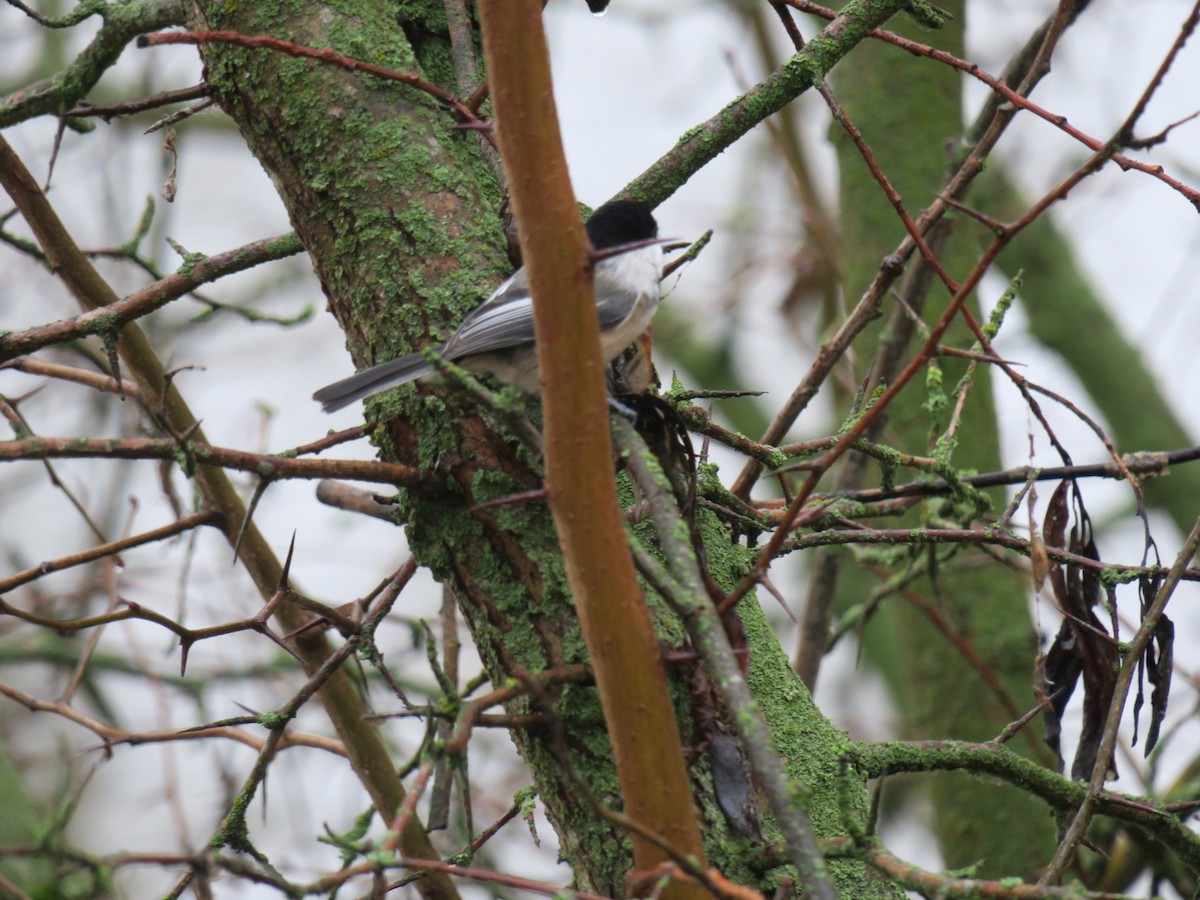 Гаїчка світлокрила - ML646755461