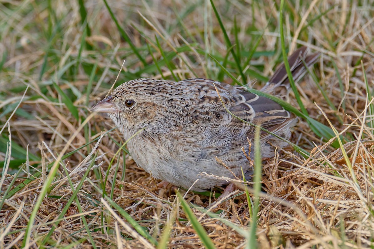 apasjespurv - ML646755463