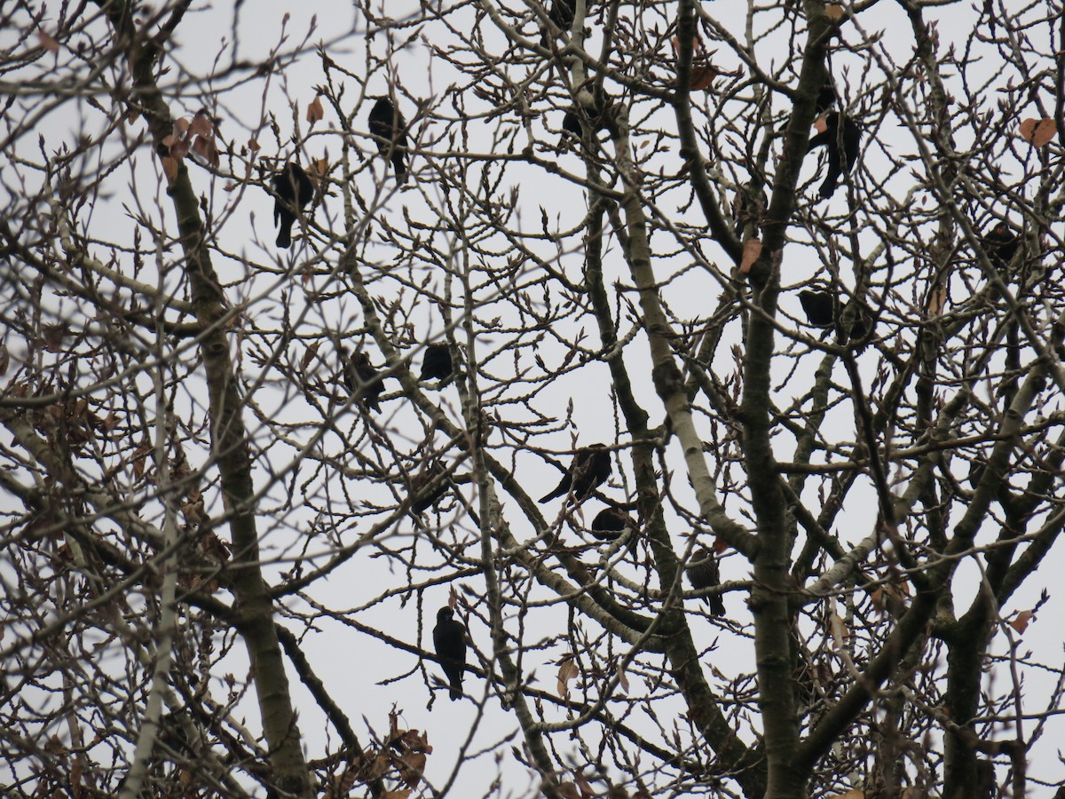 זרזיר מצוי - ML646755465