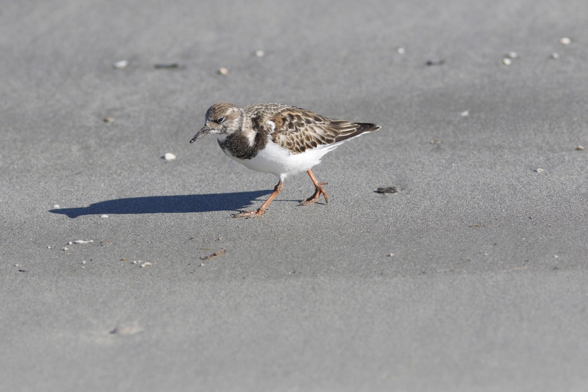 Ruddy Turnstone - ML646755466