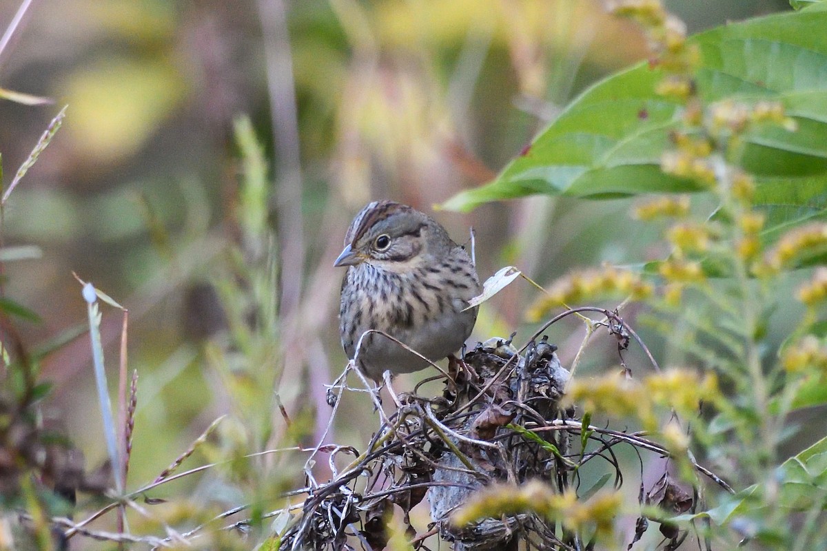 strnadec pruhohlavý - ML646755467