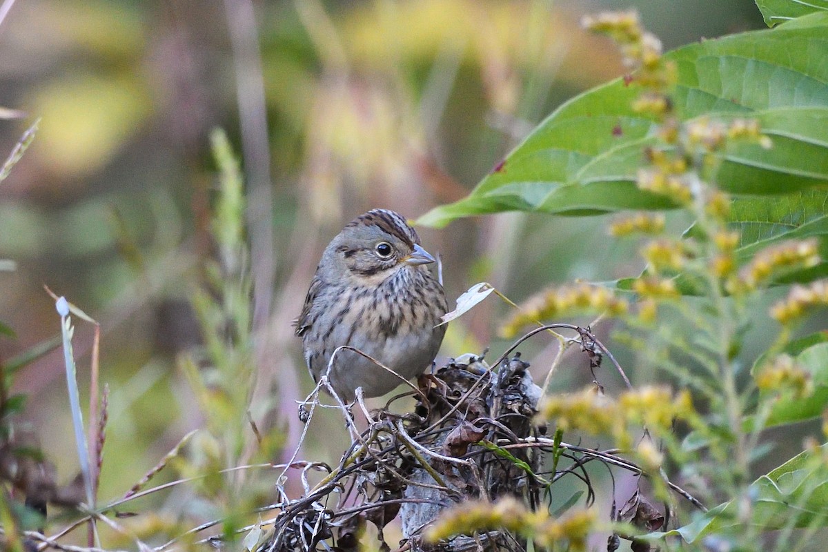 strnadec pruhohlavý - ML646755468