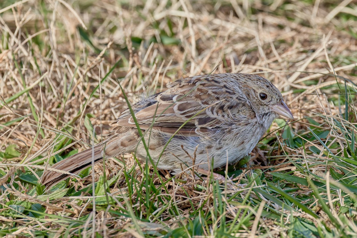 apasjespurv - ML646755469