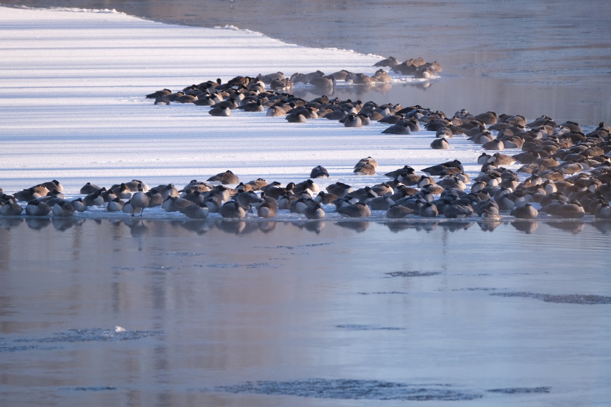 berneška velká - ML646755471