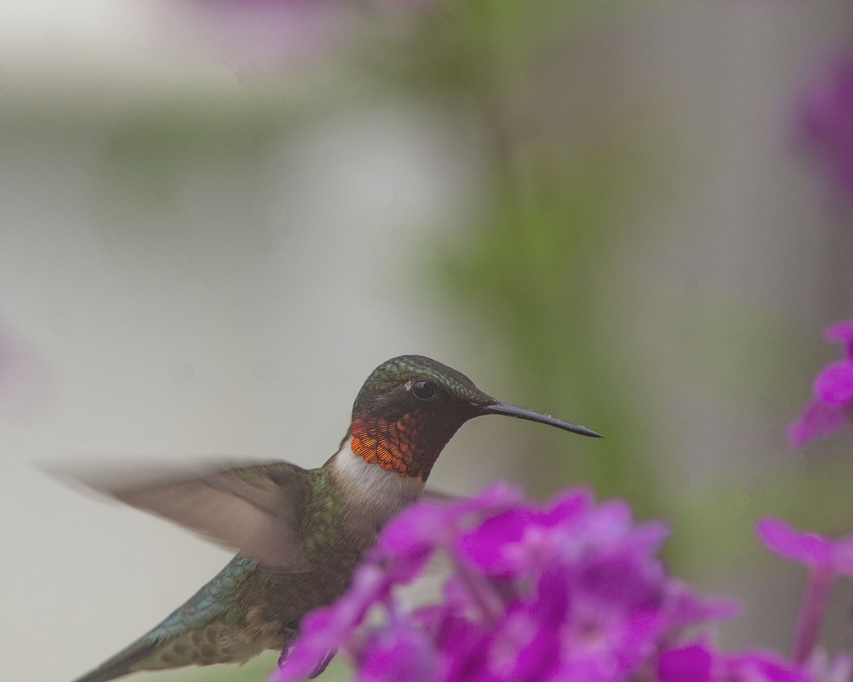 Colibri à gorge rubis - ML646755472