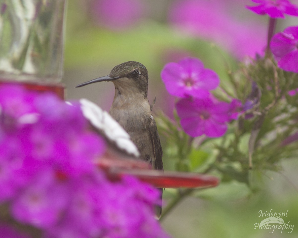 Colibri à gorge rubis - ML646755473