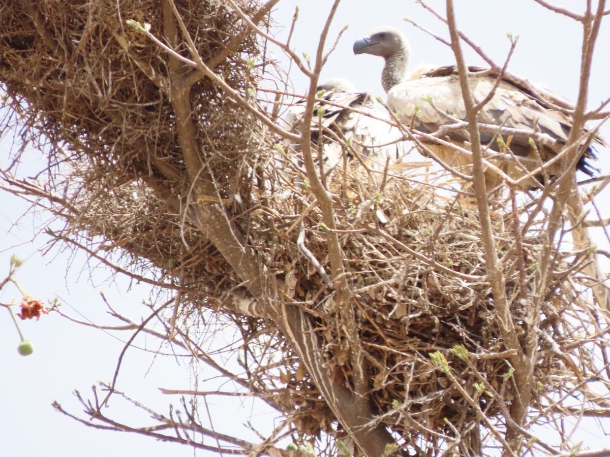 Buitre Dorsiblanco Africano - ML646755474