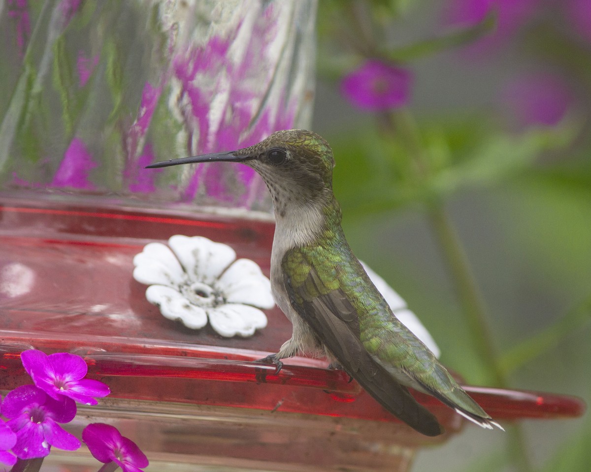 Colibri à gorge rubis - ML646755475