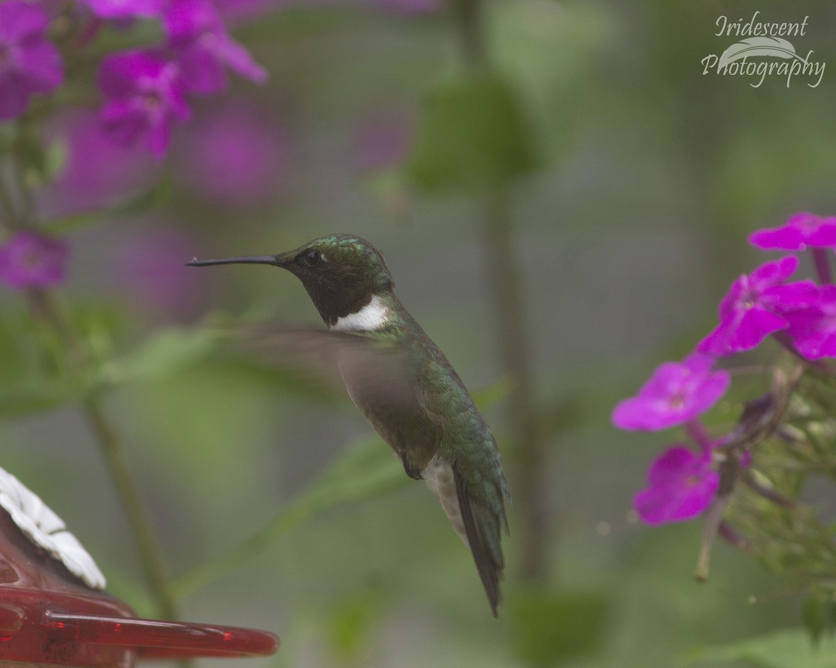 Colibri à gorge rubis - ML646755476