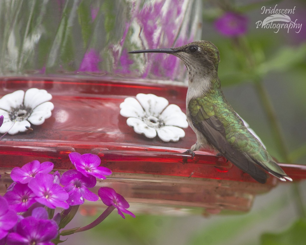 Colibri à gorge rubis - ML646755477