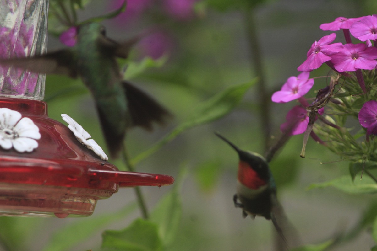Colibri à gorge rubis - ML646755479