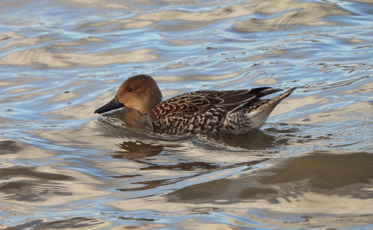 Codone - ML646755480