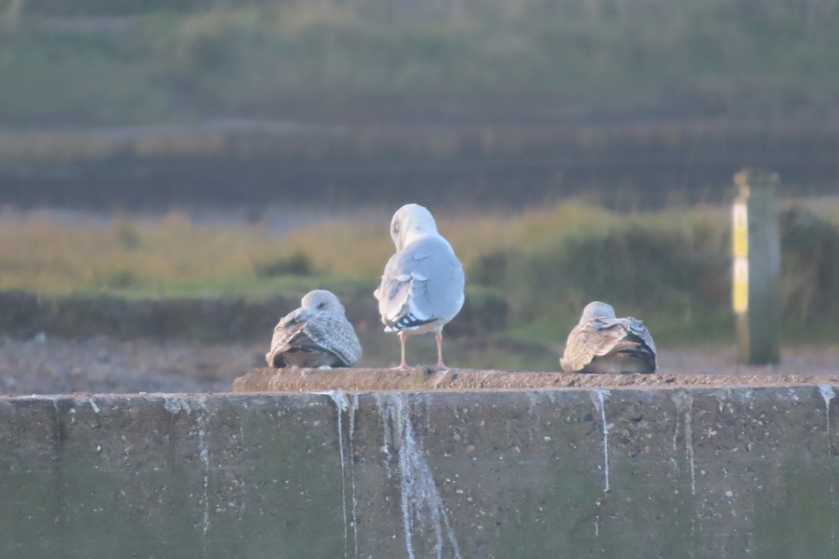 European Herring Gull - ML646755483