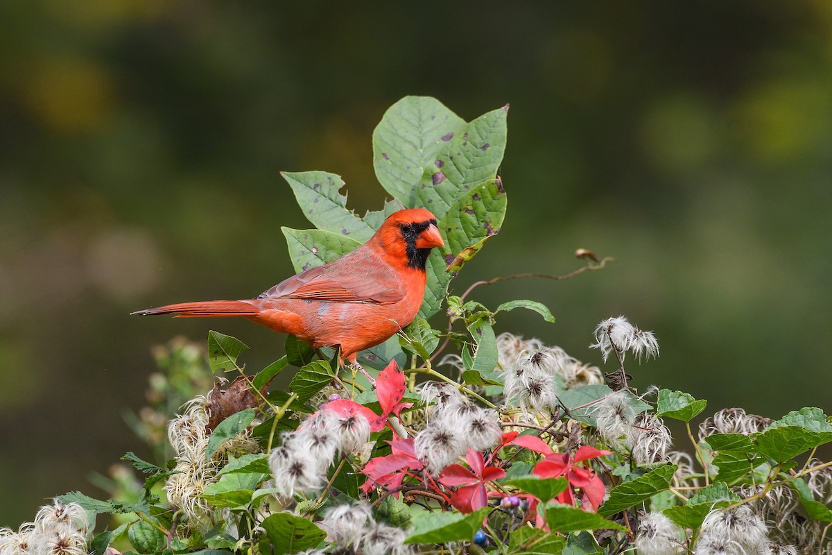 Northern Cardinal - ML646755485