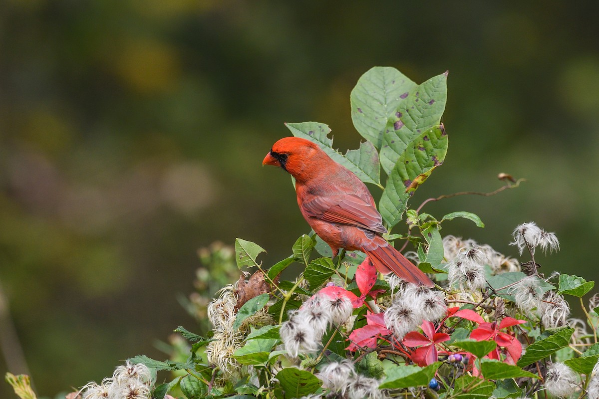 Northern Cardinal - ML646755486