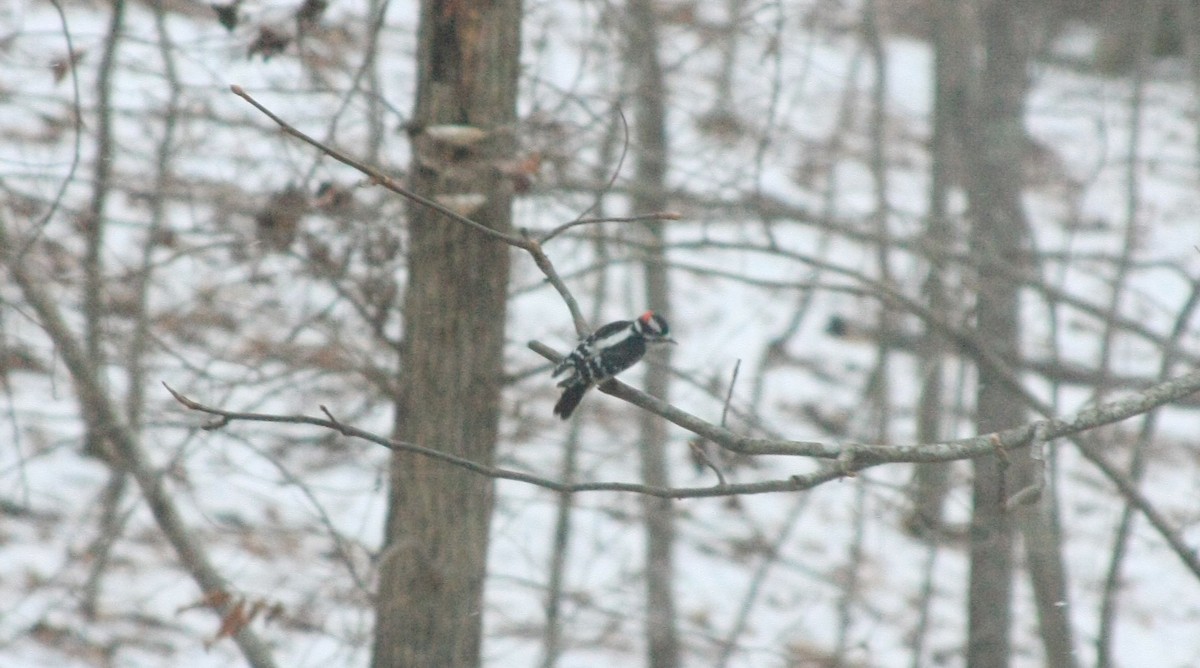 Downy Woodpecker (Eastern) - ML646755491
