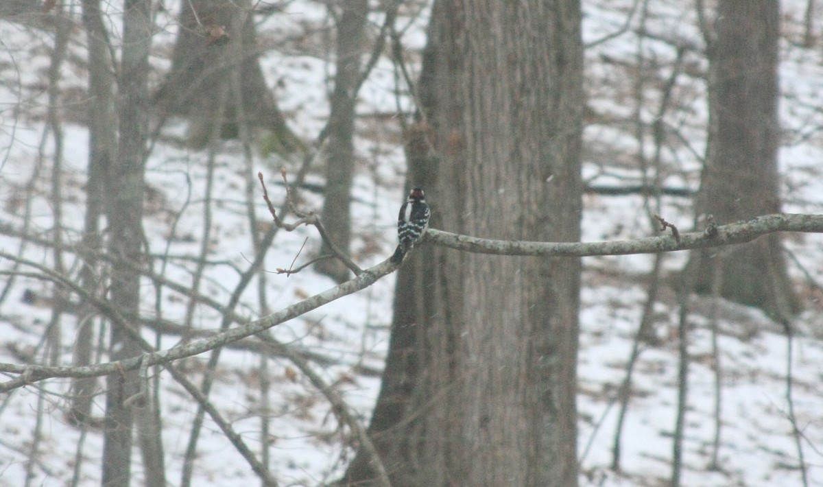 Downy Woodpecker (Eastern) - ML646755492