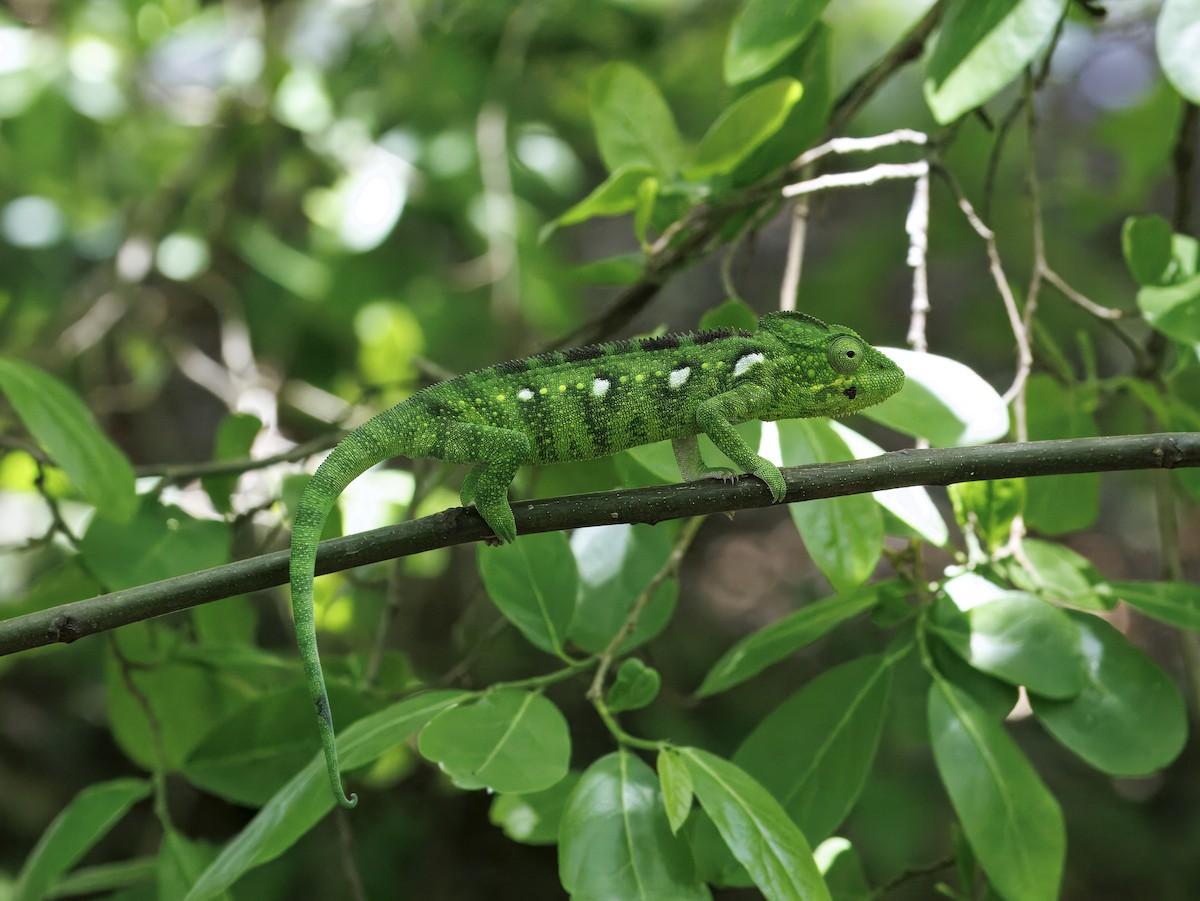 Reptiles - ML646755493