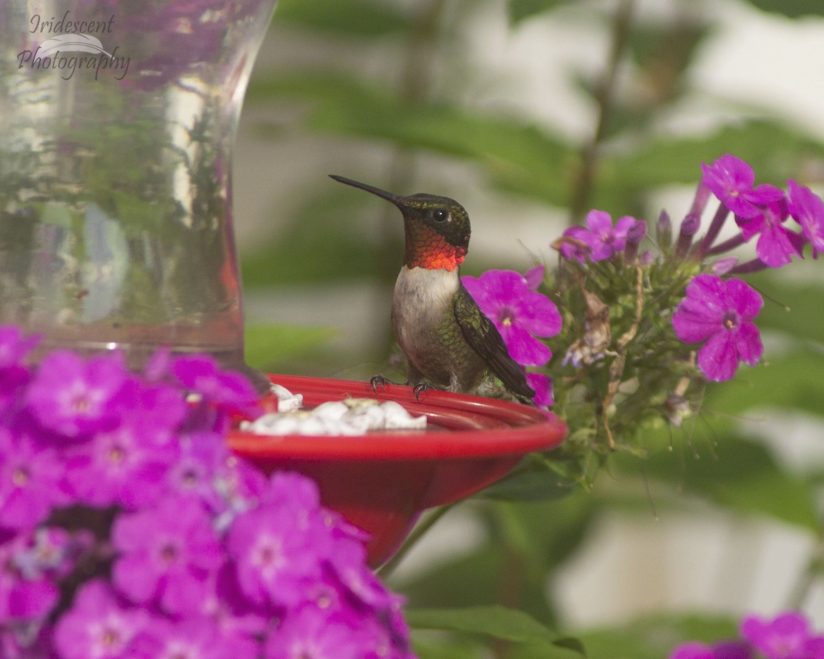 Colibri à gorge rubis - ML646755494