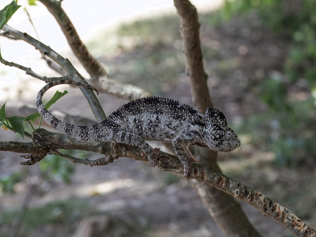 Reptiles - ML646755495